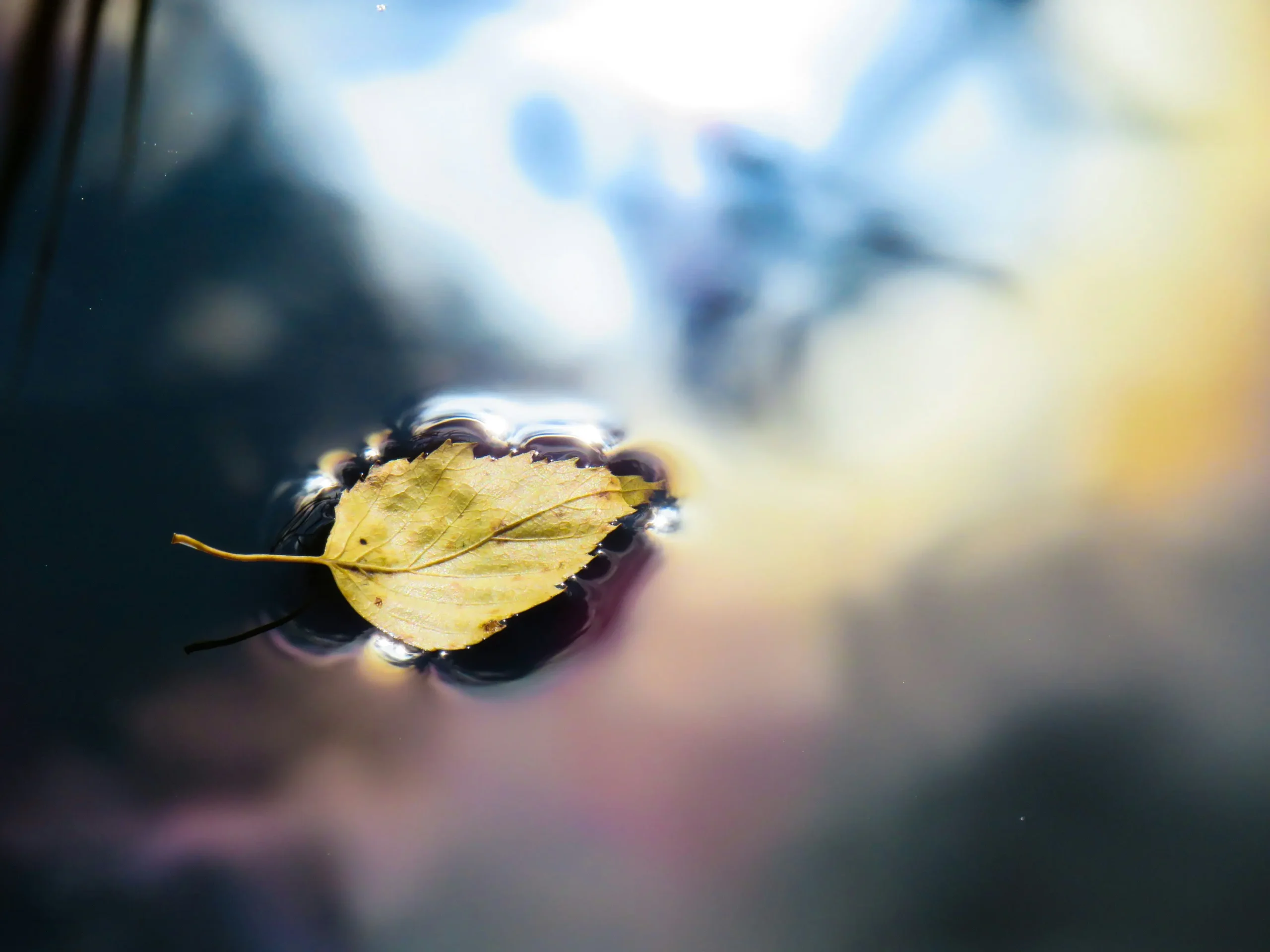 Close-up of a dew-covered leaf in soft light floating on a calm water