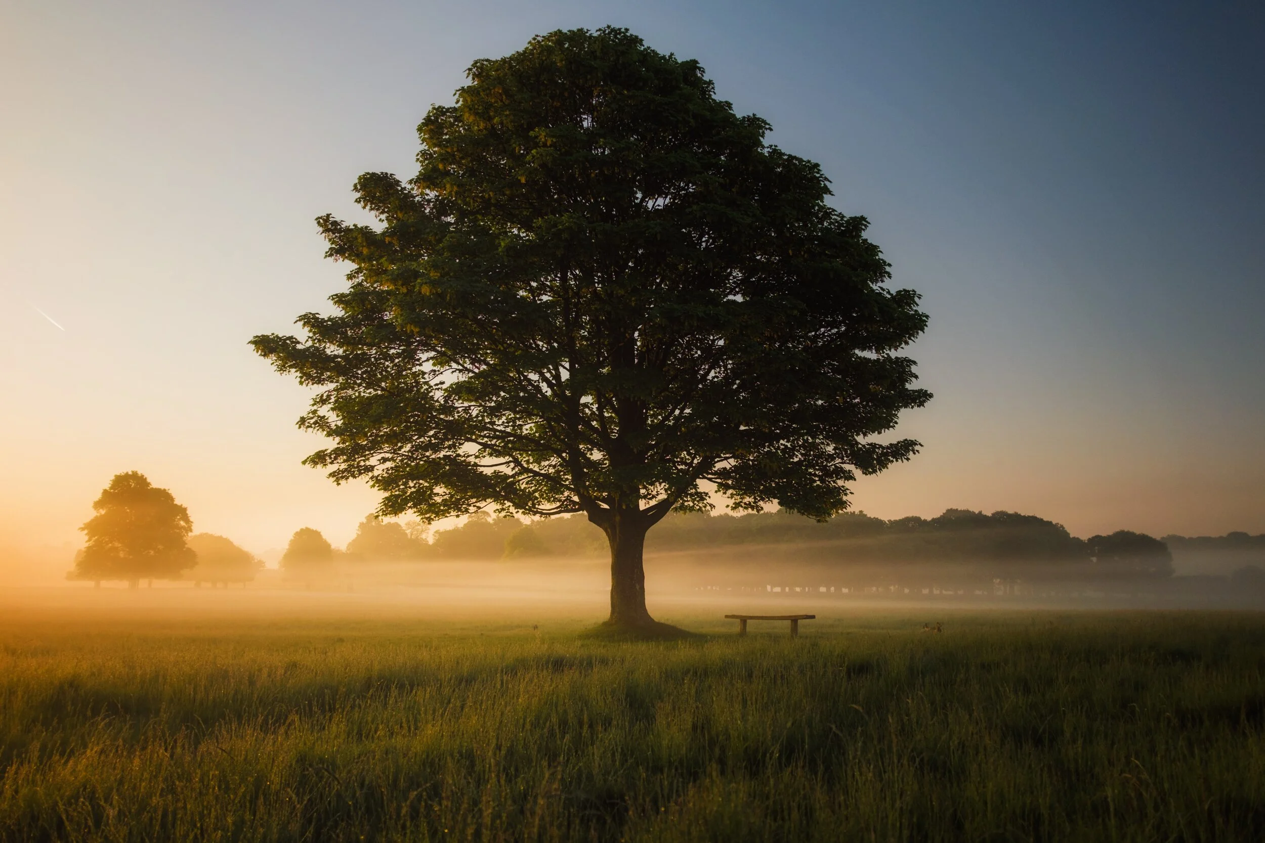 Large tree standing alone in an open field