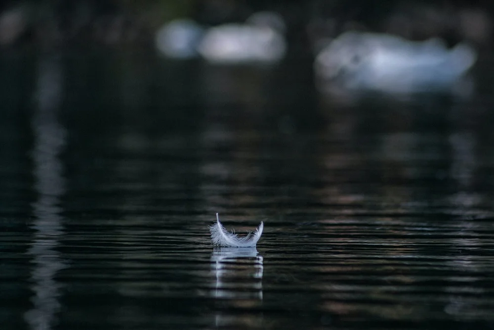 White feather floating on on a dark, calm water