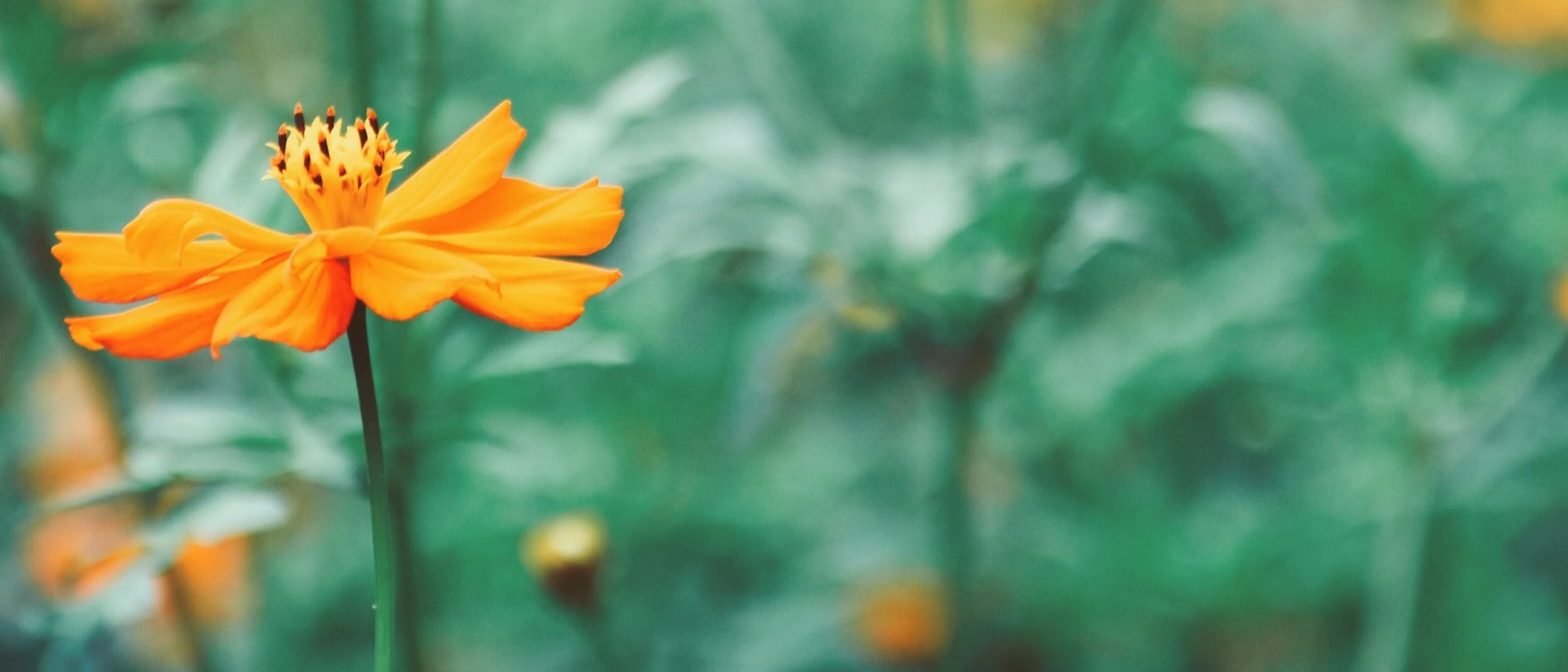 Soft-focus yellow flowers in a green field.