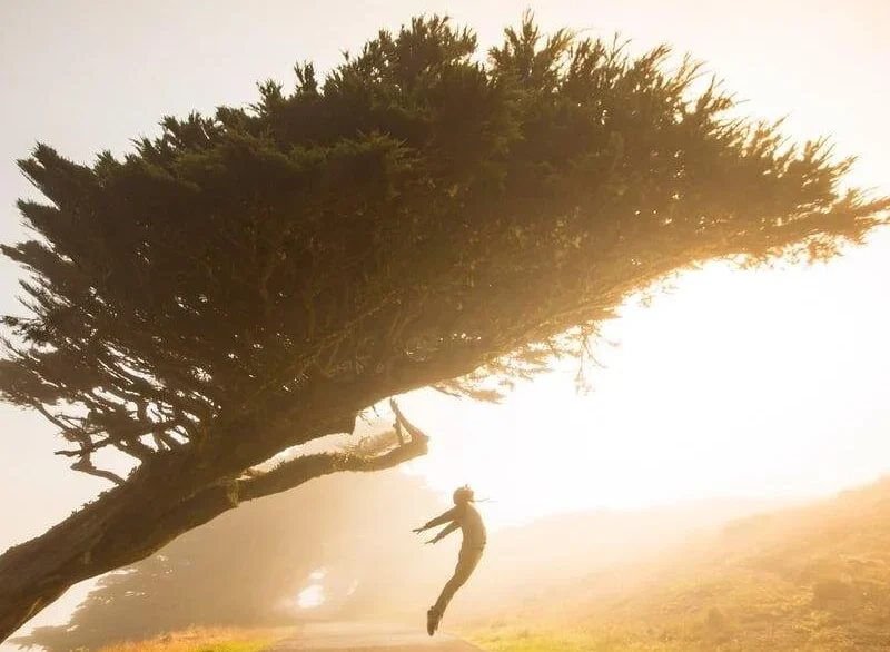 Person jumping beside a windswept tree at sunset.
