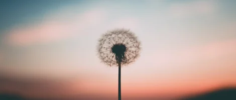 Dandelion silhouette against a pastel sunset sky.