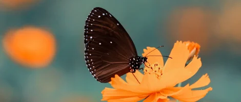 Butterfly resting on a yellow flower.