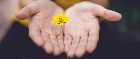 Hands holding a small yellow flower.