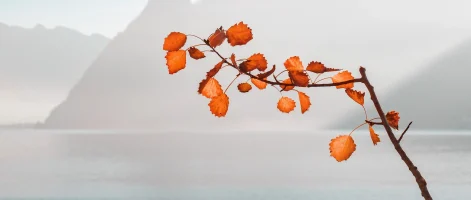 Orange leaves on a branch with mountains in the background.