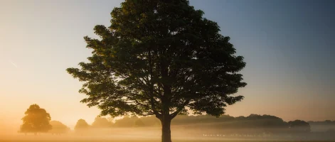 Large tree standing alone in an open field