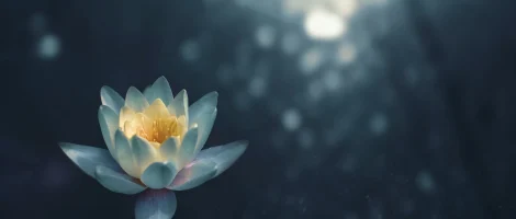 White lotus flower floating on dark water